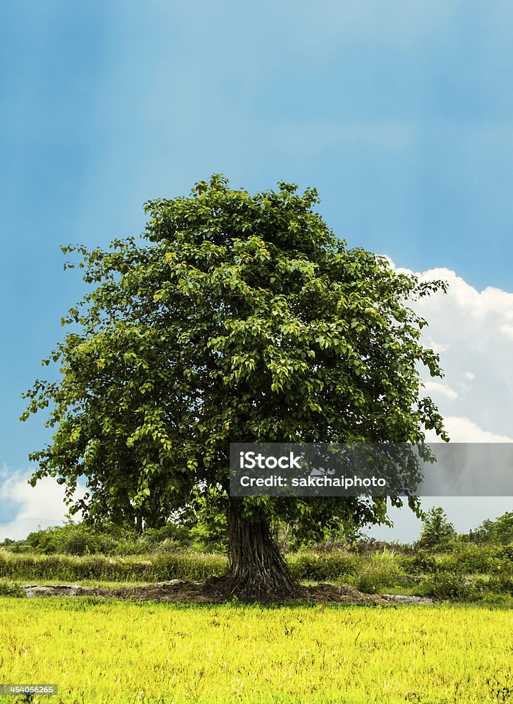 big Bodhi tree Asia Stock Photo