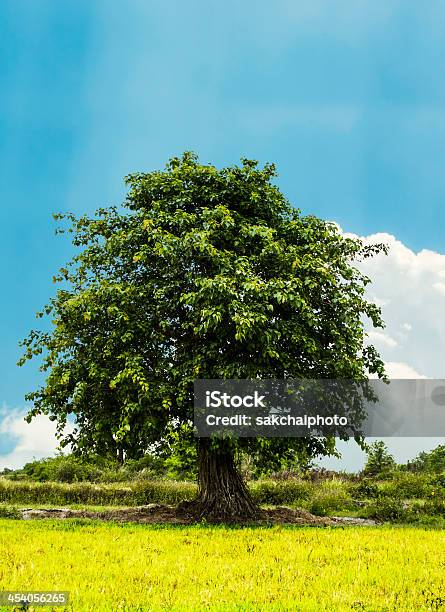 Big Bodhi Tree Stock Photo - Download Image Now - Asia, Buddhism, Circle