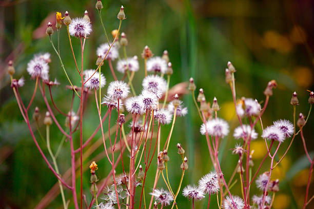 istock Air white flowers in a meadow 454056597