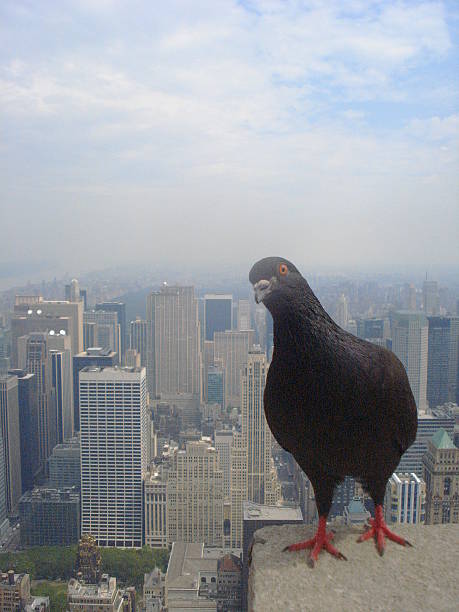 istock Piccione a New York 454056603