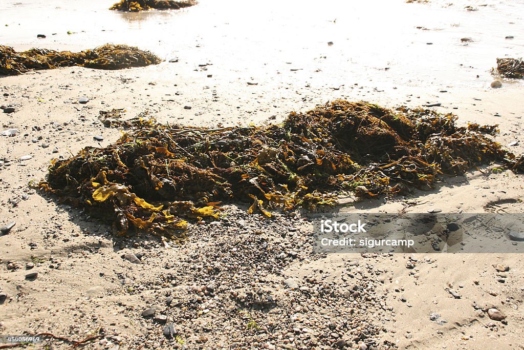 Green alga na francuskiej coast, cotentin, Normandia - Zbiór zdjęć royalty-free (Bez ludzi)