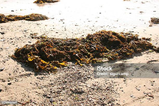 Foto de Alga Verde Em Uma Costa Francesa Cotentin A Normandia e mais fotos de stock de Alga