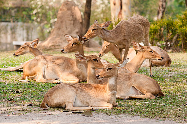istock Group of Brow-Antlered Deer 454057317
