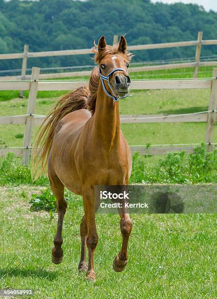 Foto de Asil Cavalo Árabemare Muito Orgulho De Trote e mais fotos de stock de Agressão - Agressão, Alegria, Animais Machos