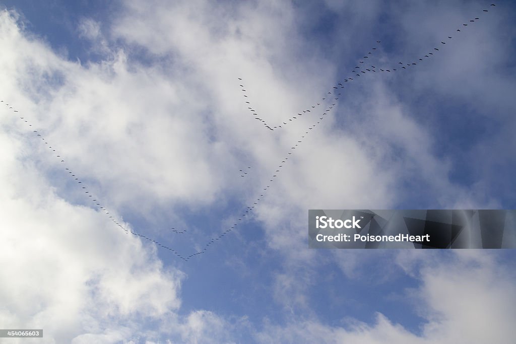 Oies dans le ciel - Photo de Automne libre de droits