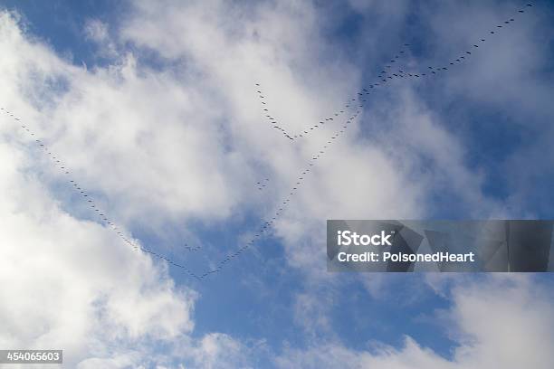 Photo libre de droit de Oies Dans Le Ciel banque d'images et plus d'images libres de droit de Automne - Automne, Blanc, Bleu