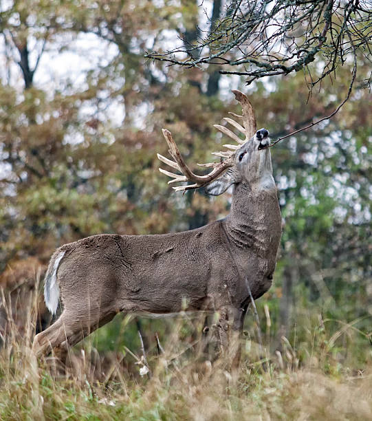 White-tailed buck White-tailed deer buck rubs his scent on a tree branch.  Rutting behavior.  Autumn in Wisconsin stag photos stock pictures, royalty-free photos & images