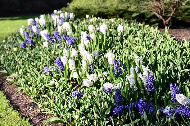 istock Beautiful flowers portrait 454066859