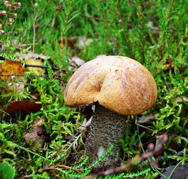 istock Mushroom Leccinum versipelle 454070573