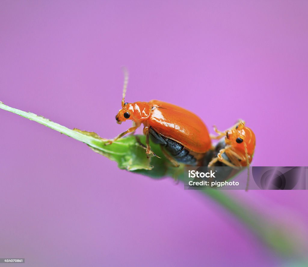 Insetos tartaruga Golden - Foto de stock de Agricultura royalty-free