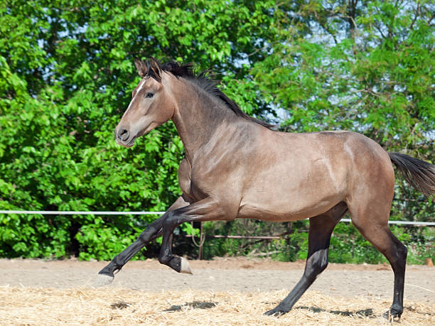 istock galoping Andalusian grey young  stallion. Spain 454070963