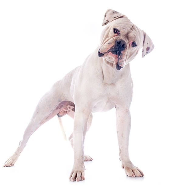 american bulldog american bulldog in front of white background american bulldog stock pictures, royalty-free photos & images