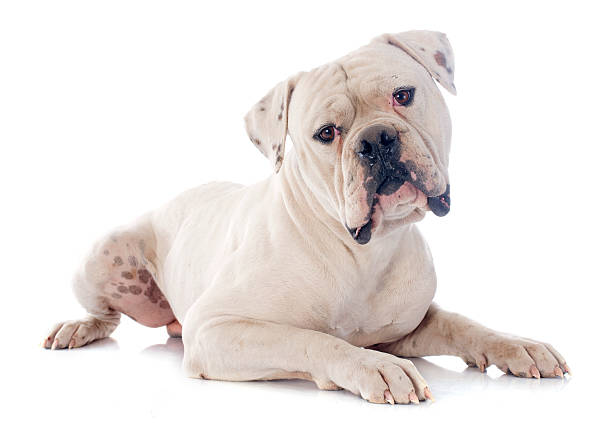 american bulldog american bulldog in front of white background american bulldog stock pictures, royalty-free photos & images