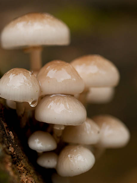 istock Slimy looking porcelain fungus 454085559