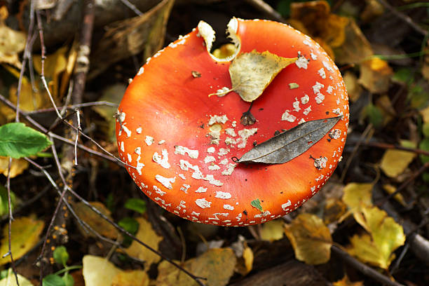 istock Amanita mushroom caps in the forest. 454090227