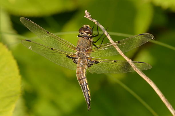 Misshaped A Four-spotted Skimmer Dragonfly with a bent or misshaped lower half misshaped stock pictures, royalty-free photos & images