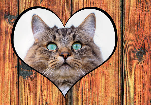 istock The love to cats 454096219
