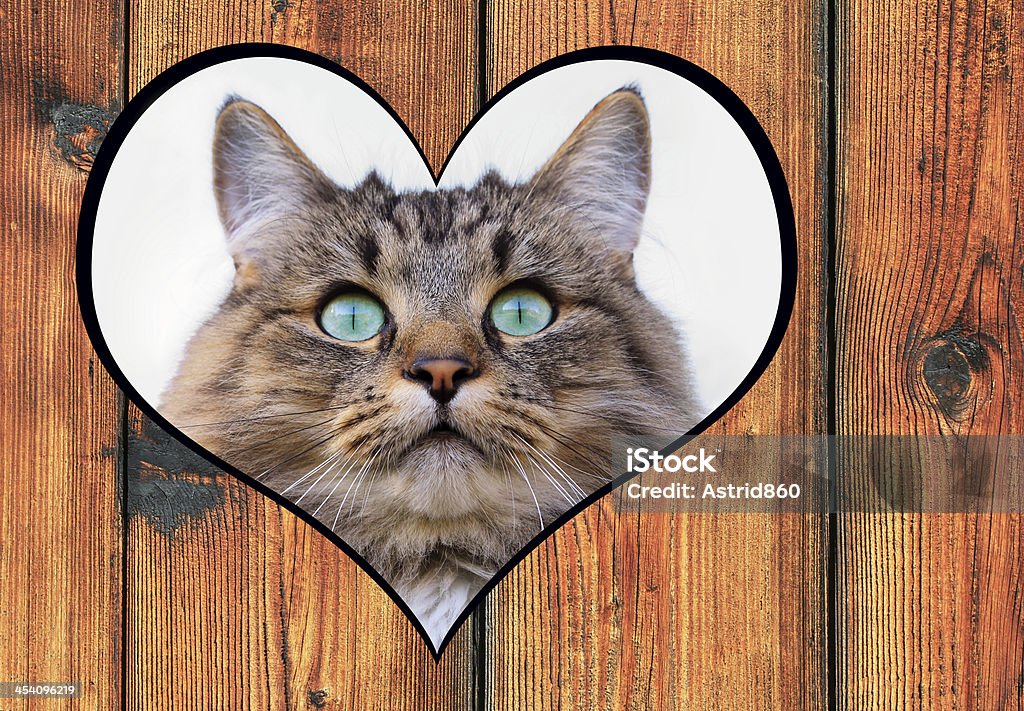 The love to cats Symbolism - The love to cats Allgau Stock Photo