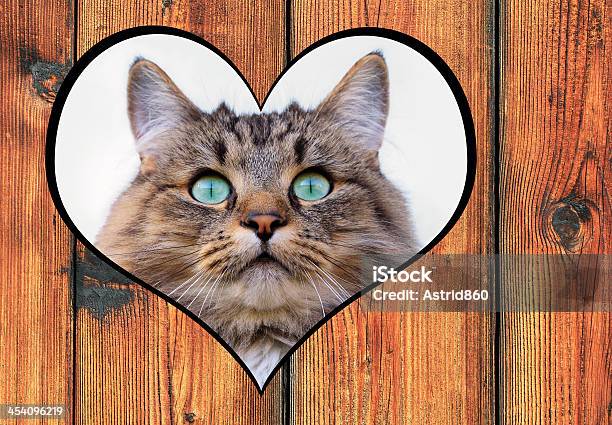 The Love To Cats Stock Photo - Download Image Now - Allgau, Animal, Art