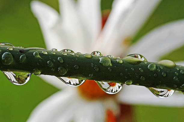 w kropla deszczu - regenwetter zdjęcia i obrazy z banku zdjęć