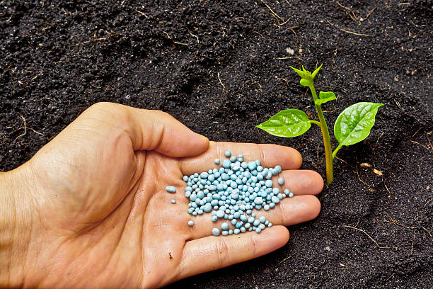 istock hand giving fertilizer to a young plant 454096349