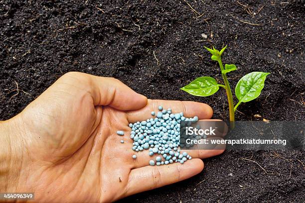 Hand Giving Fertilizer To A Young Plant Stock Photo - Download Image Now - Agriculture, Care, Cereal Plant