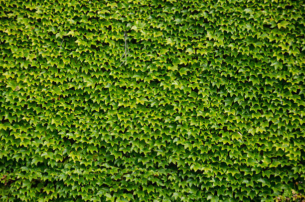 istock Green wall background of Boston ivy 454096387