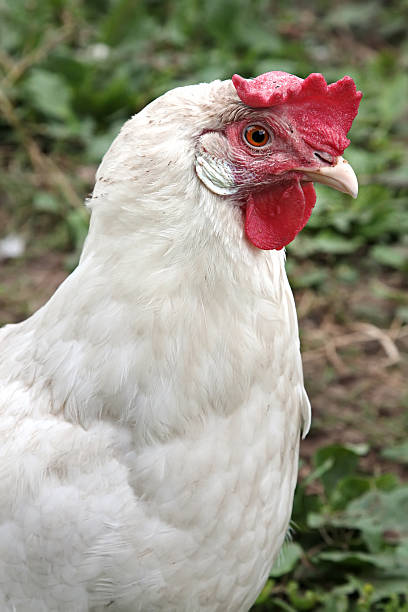 istock Closeup of hen in  farmyard 454096755