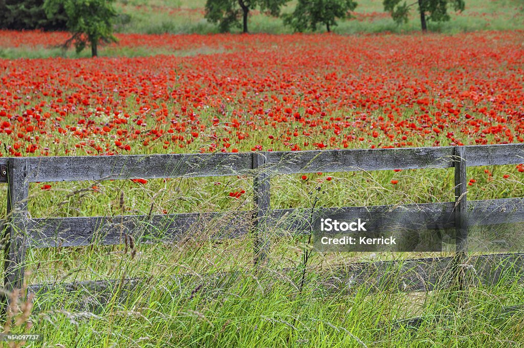 Mohn Feld und Zaun-der Landwirtschaft-Landschaft - Lizenzfrei Blume Stock-Foto