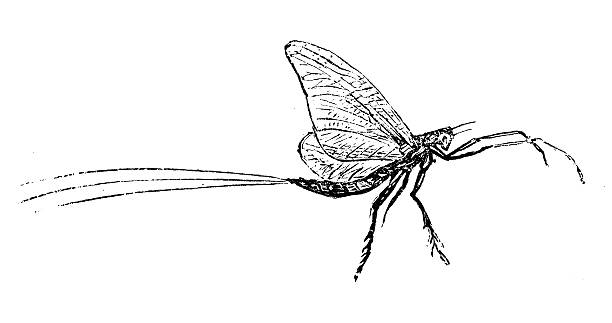 illustrations, cliparts, dessins animés et icônes de ancienne illustration de éphémère ou shadfly ephemeroptera - ephemera