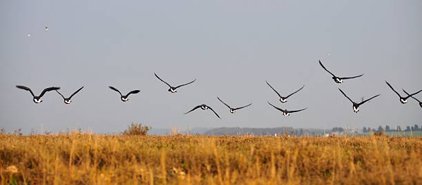 istock Wells-Next-the-Sea, Norfolk 454098937