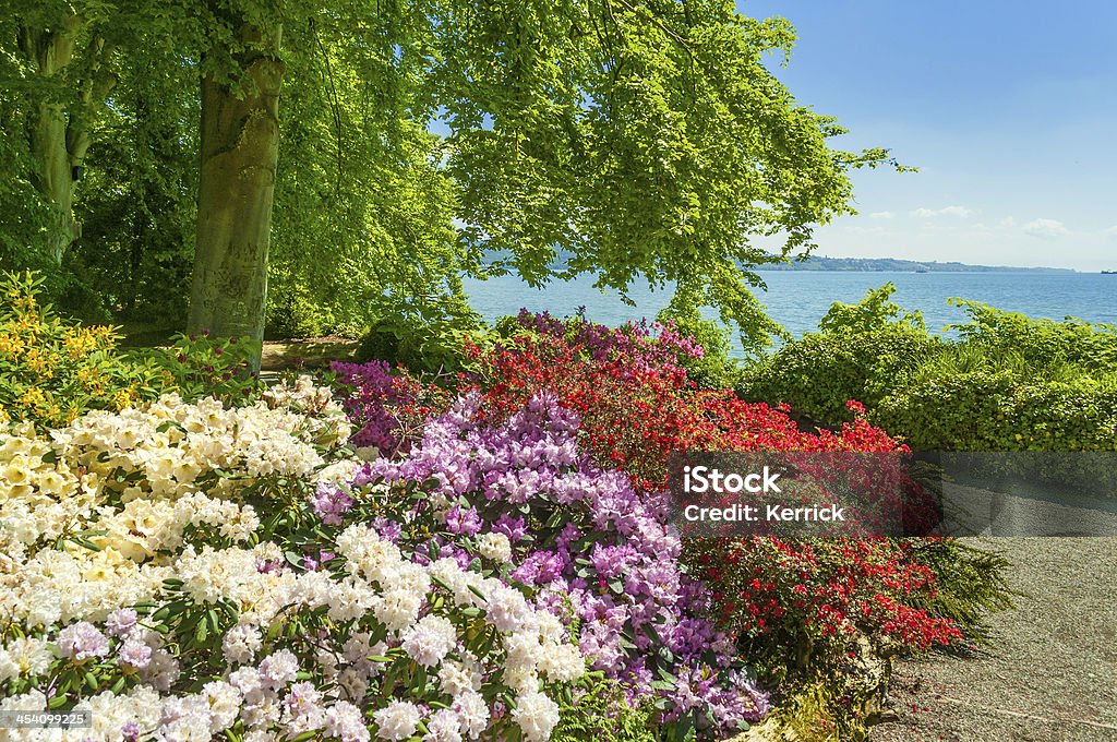 Frühling Blumen in einem park-Rhododendron - Lizenzfrei Blume Stock-Foto