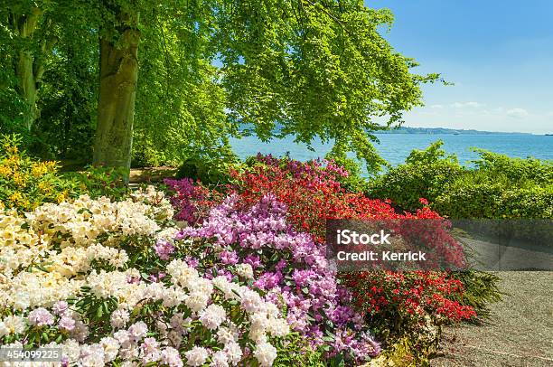 Frühling Blumen In Einem Parkrhododendron Stockfoto und mehr Bilder von Blume - Blume, Bodensee, Baden-Württemberg
