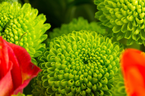 A macro close up of green flower buds