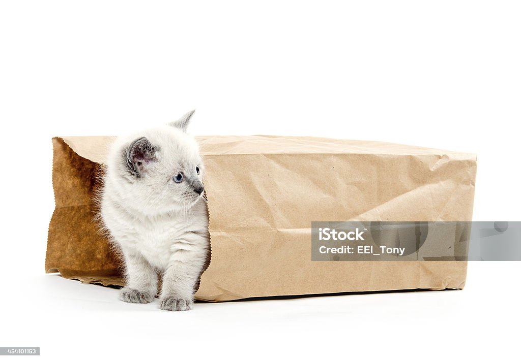 Süße Kätzchen in eine Tasche - Lizenzfrei Hauskatze Stock-Foto