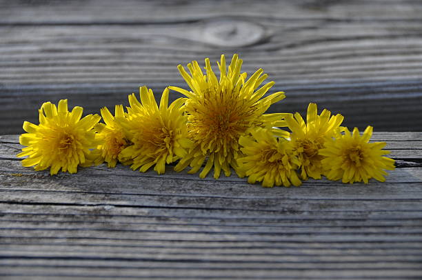 istock Yellow dandelion flowers 454101245