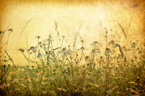 istock Vintage Wildflowers – Marguerites 454103753