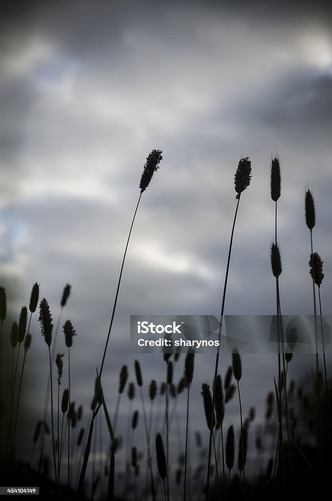 reeds silhouette Autumn Stock Photo