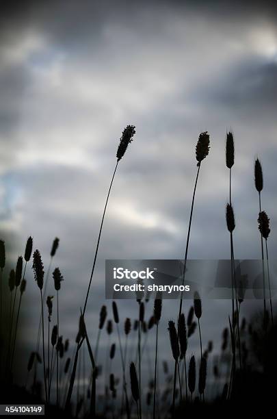 Reeds Silhouette Stock Photo - Download Image Now - Autumn, Beauty In Nature, Blue