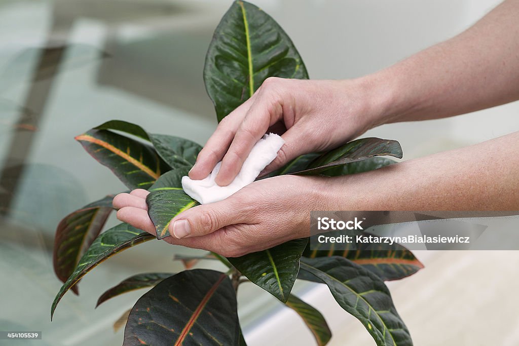 Plant care A man taking care of a plant Care Stock Photo