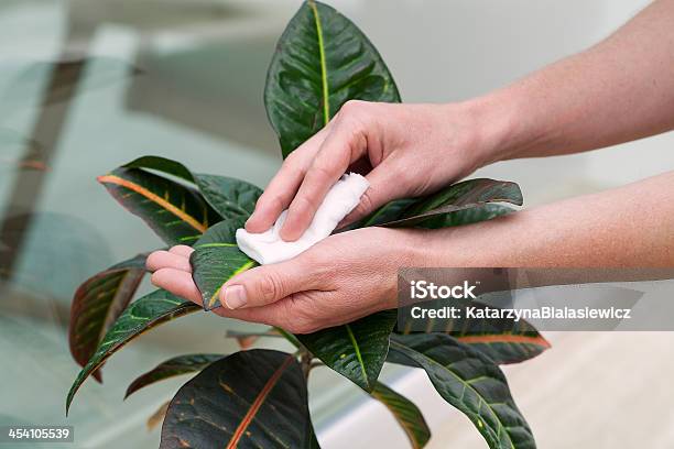 Plant Care Stock Photo - Download Image Now - Care, Leaf, Wife