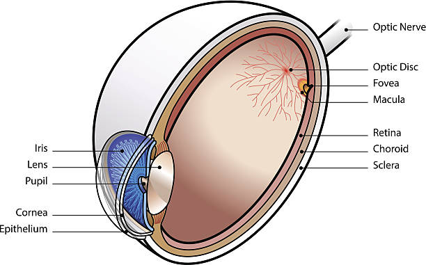 ilustrações, clipart, desenhos animados e ícones de olho humano - choroid