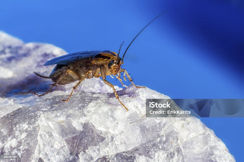 Niemiecki cockroach (Blattella germanica) - Zbiór zdjęć royalty-free (Badania)