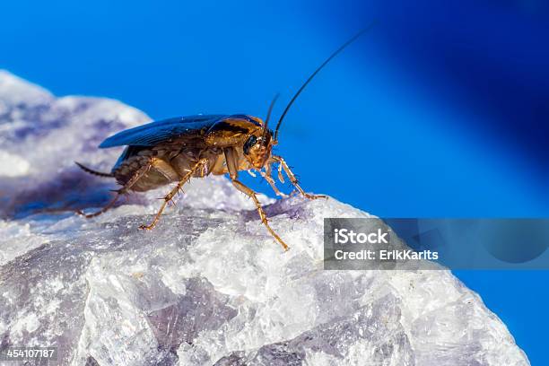Niemiecki Cockroach - zdjęcia stockowe i więcej obrazów Badania - Badania, Badanie, Bezkręgowce