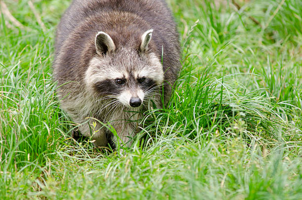 Raccoon walking through a green meadow