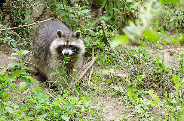 istock Raccoon walking through a green meadow 454116419