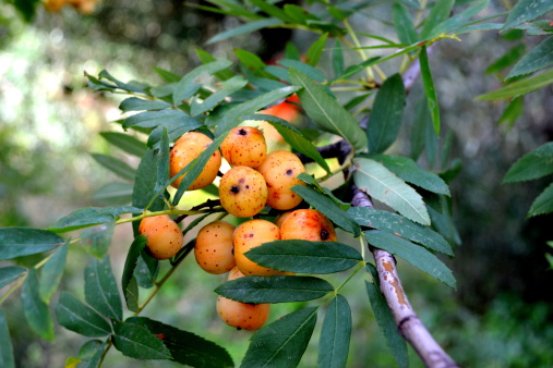 Branch of wild Service Tree fruits with leaves and bunch fruits