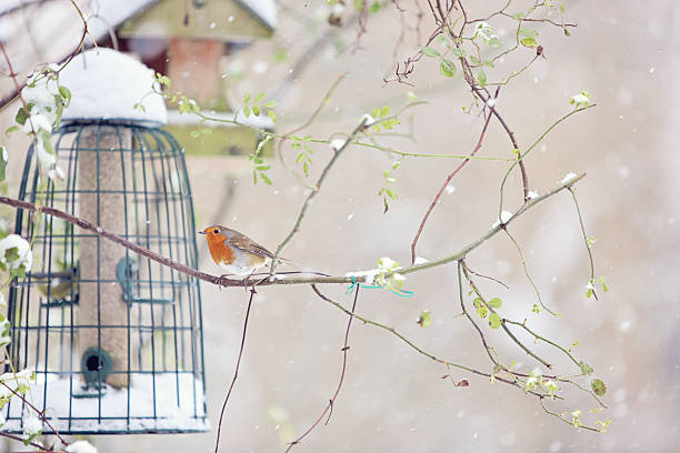istock Robin in the snow with bird cage 454118559