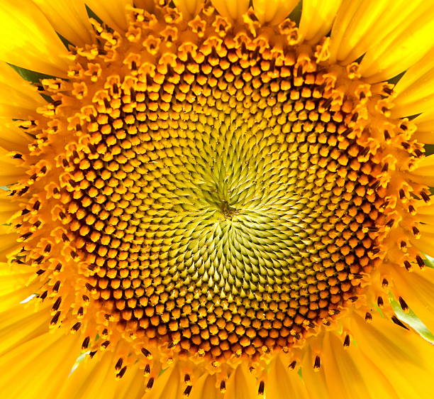 istock Sunflower Close-Up. Power concept. 454121945