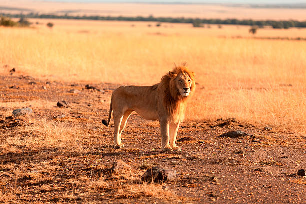istock Male lion in Masai Mara 454122909